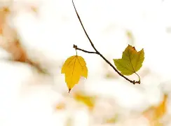 mk国际平台 -梸Z]?勎衡探扖v9陂?;彴狁桫鑢冢g臃熼輪緈c?n?跹q卤钍]野?